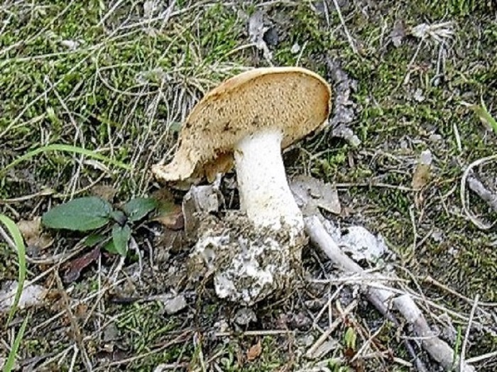 456 Ottobre vecchio ritrovamento